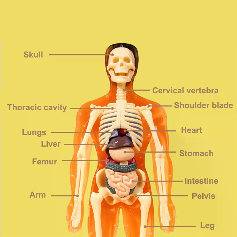 3D Human Skeleton Organ Anatom - Model Kit Simulator review and price